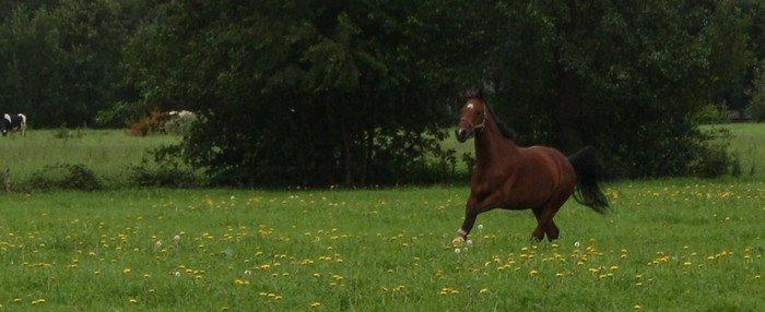 Hollandsk Varmblod Zegert billede 5