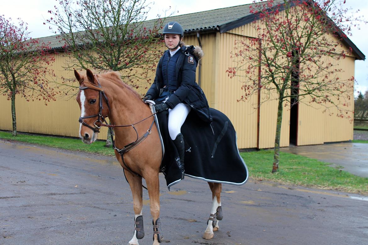 DSP Lintrupgaard Cavito billede 5