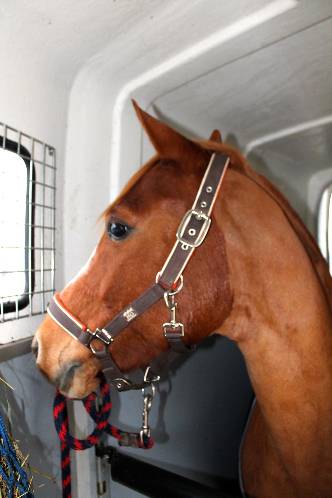 DSP Lintrupgaard Cavito billede 17