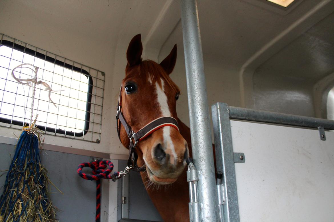 DSP Lintrupgaard Cavito billede 8