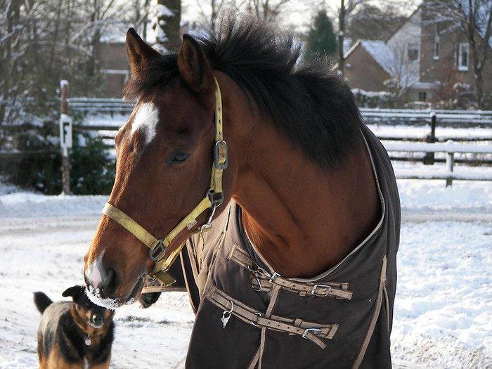 Hollandsk Varmblod Zegert billede 13