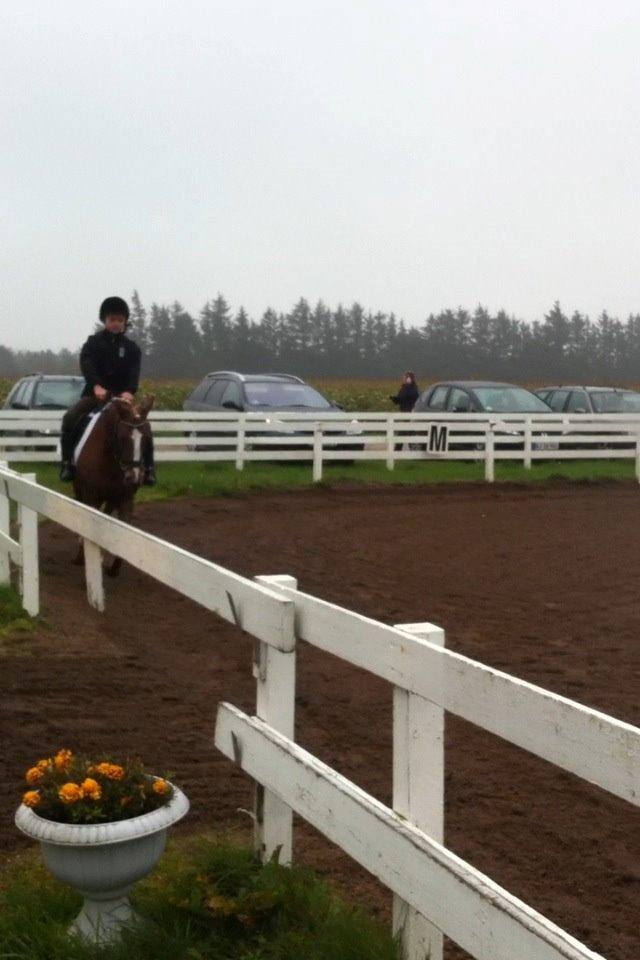 Anden særlig race Sally *Rider* billede 7