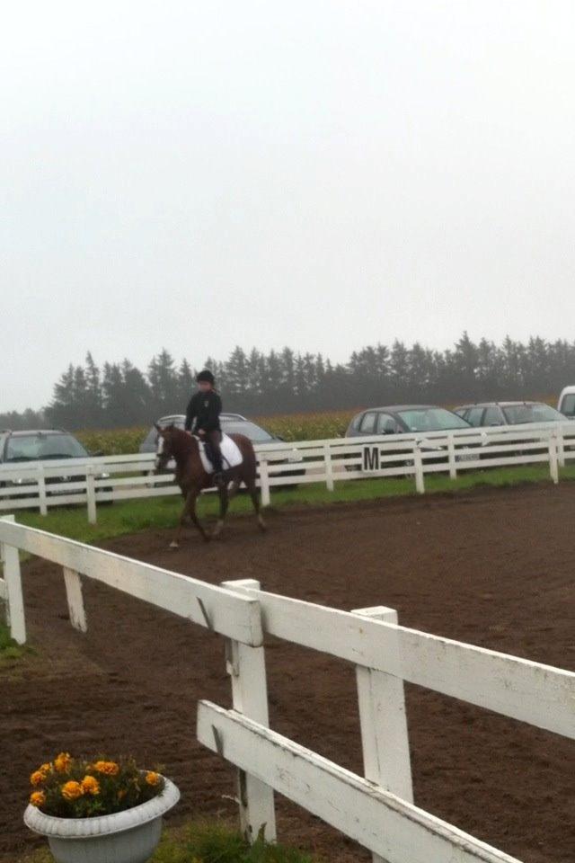 Anden særlig race Sally *Rider* billede 8