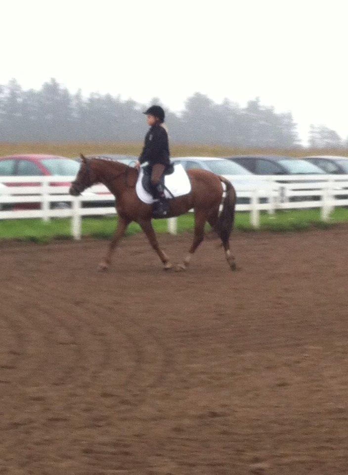 Anden særlig race Sally *Rider* billede 9