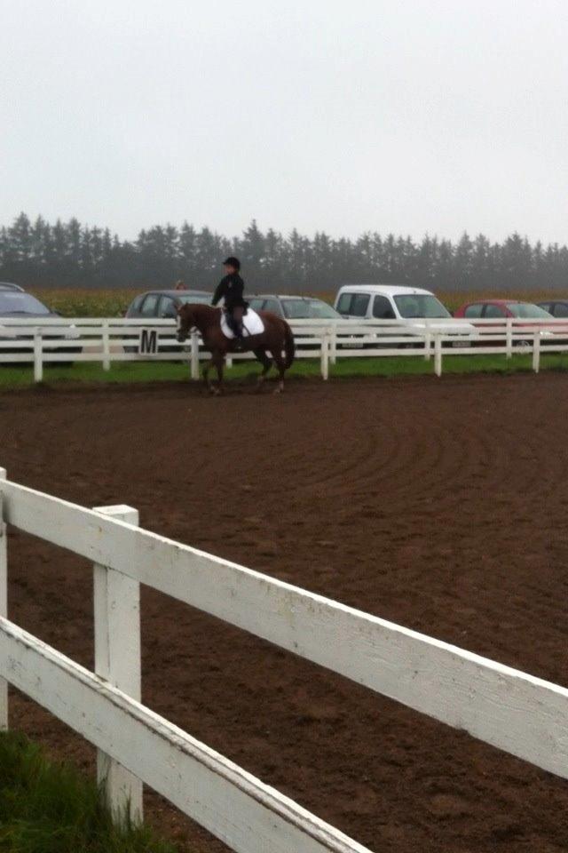 Anden særlig race Sally *Rider* billede 10