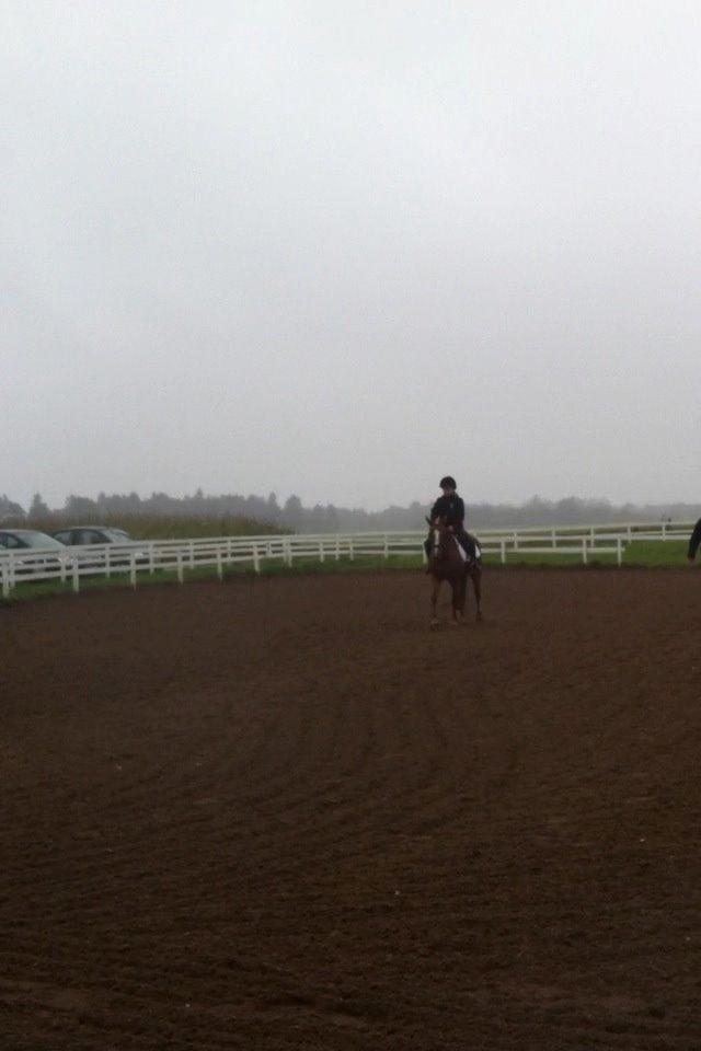 Anden særlig race Sally *Rider* billede 11