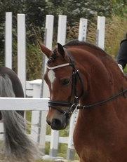 Welsh Cob (sec D) Rughavens Chivas billede 1