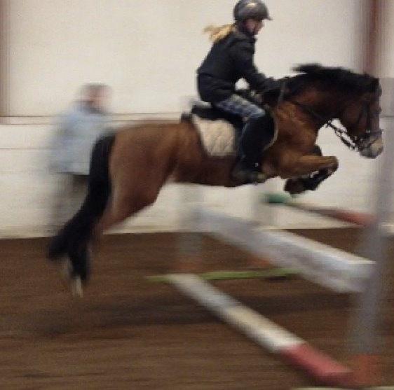 Welsh Cob (sec D) Rughavens Chivas billede 12