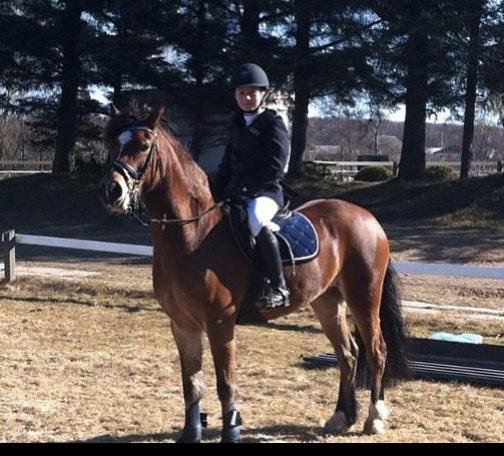 Welsh Cob (sec D) Rughavens Chivas billede 17