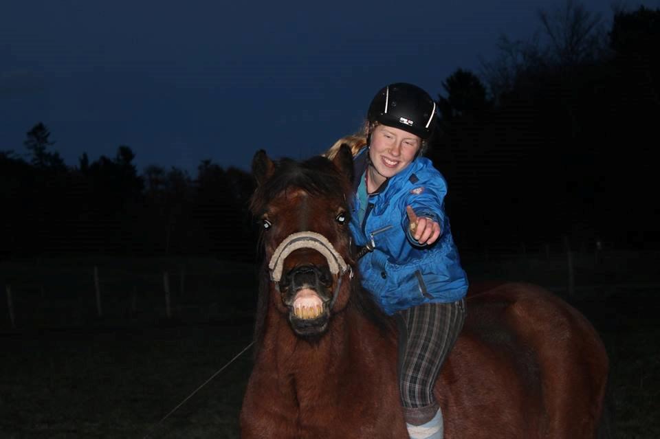 Islænder Magnus teglum - Magnus smiler på kommando fra ryggen<3 HNIE 8/11-2013 :) billede 4