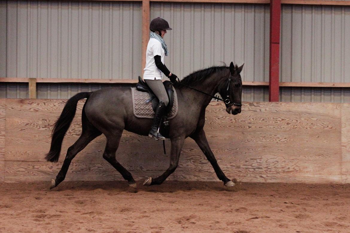 Anden særlig race Paskal billede 14