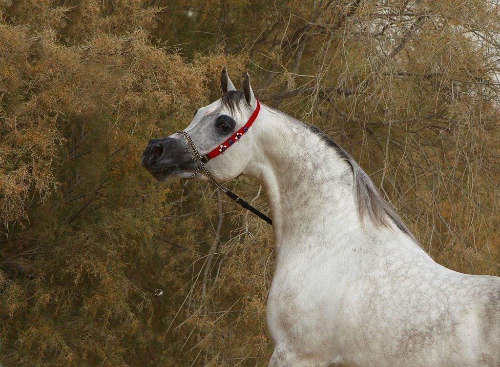 Arabisk fuldblod (OX) Nader Al Shaqab (Avlshingst) billede 5