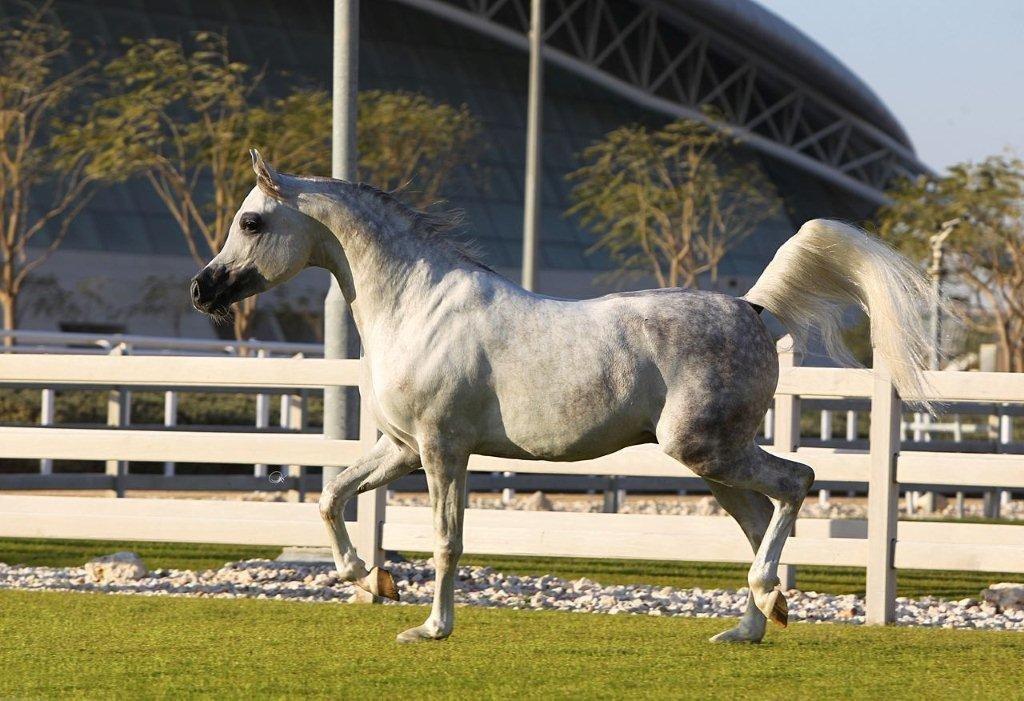 Arabisk fuldblod (OX) Nader Al Shaqab (Avlshingst) billede 25