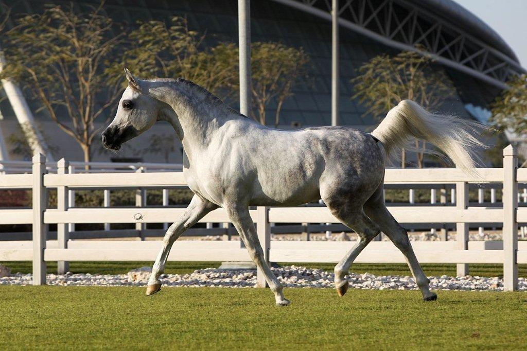 Arabisk fuldblod (OX) Nader Al Shaqab (Avlshingst) billede 11