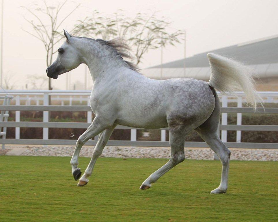Arabisk fuldblod (OX) Nader Al Shaqab (Avlshingst) billede 12