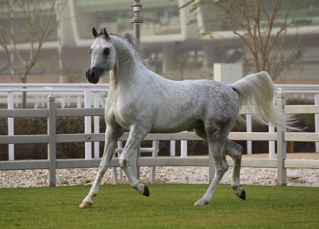 Arabisk fuldblod (OX) Nader Al Shaqab (Avlshingst) billede 13