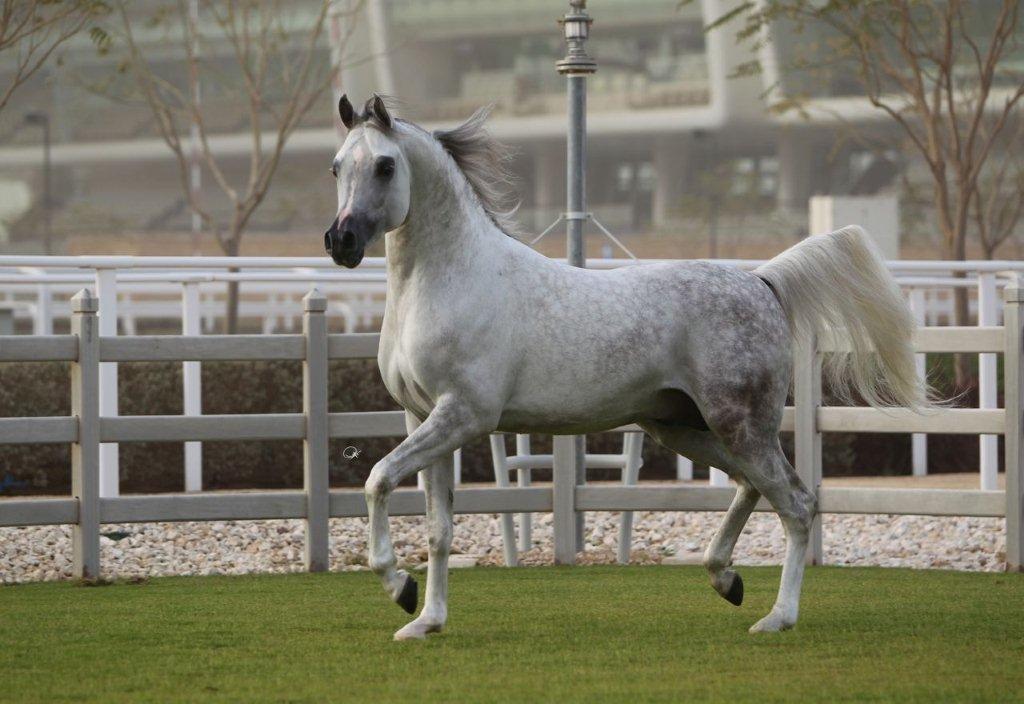 Arabisk fuldblod (OX) Nader Al Shaqab (Avlshingst) billede 14