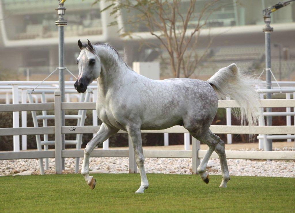Arabisk fuldblod (OX) Nader Al Shaqab (Avlshingst) billede 15