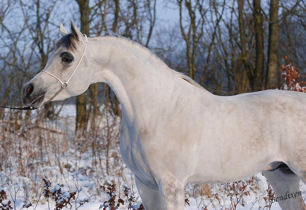 Arabisk fuldblod (OX) Nader Al Shaqab (Avlshingst) billede 16
