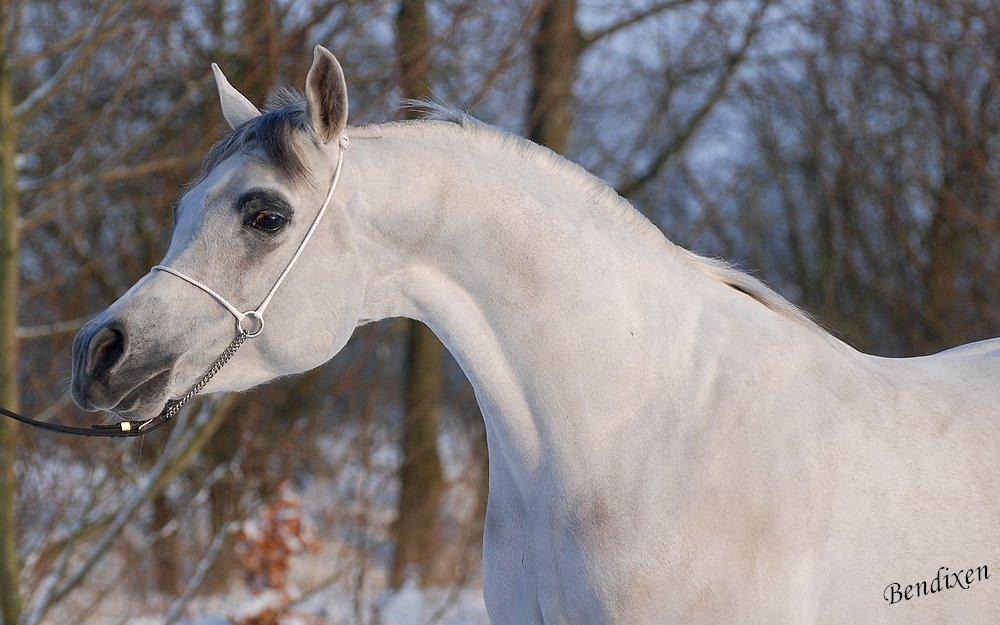 Arabisk fuldblod (OX) Nader Al Shaqab (Avlshingst) billede 17