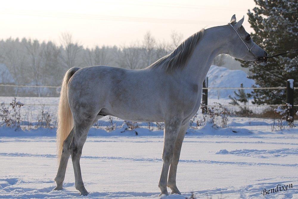 Arabisk fuldblod (OX) Nader Al Shaqab (Avlshingst) billede 18