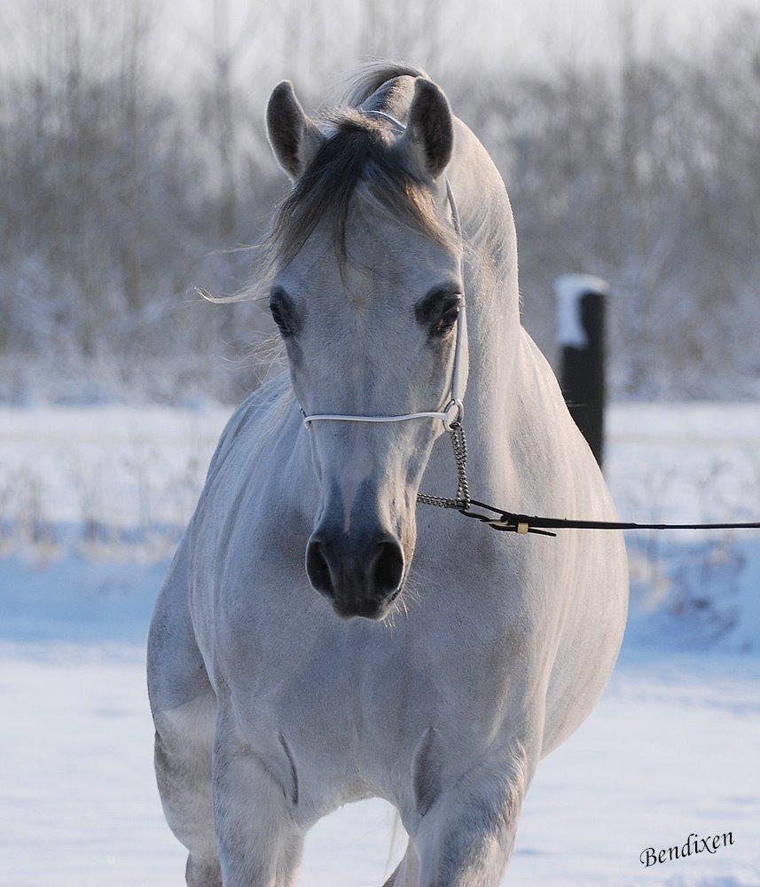 Arabisk fuldblod (OX) Nader Al Shaqab (Avlshingst) billede 19