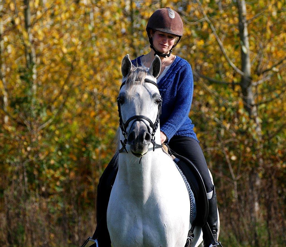 Arabisk fuldblod (OX) Nader Al Shaqab (Avlshingst) billede 23