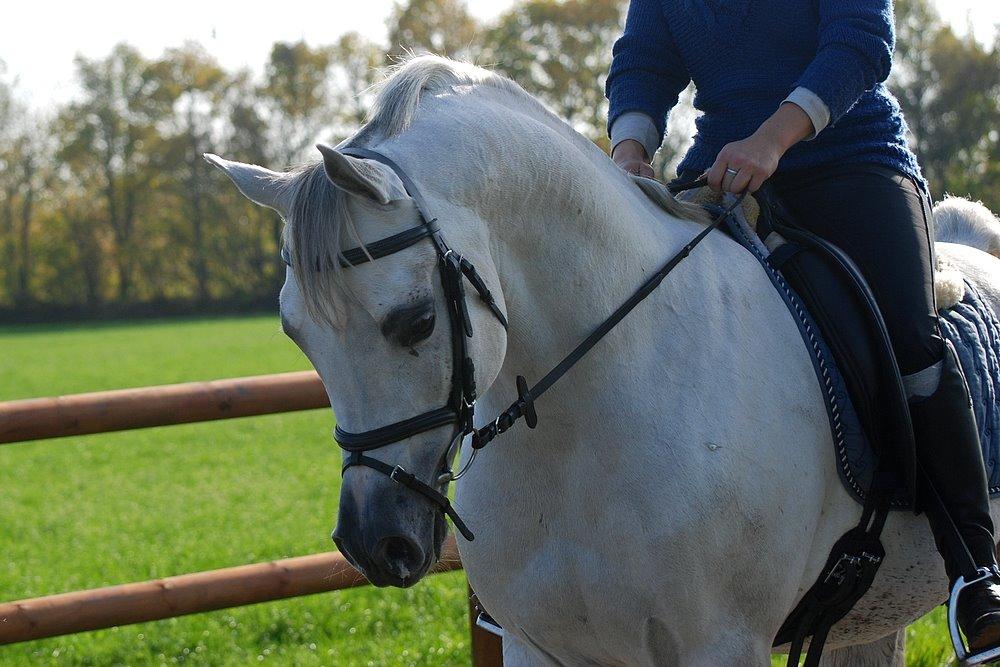 Arabisk fuldblod (OX) Nader Al Shaqab (Avlshingst) billede 27