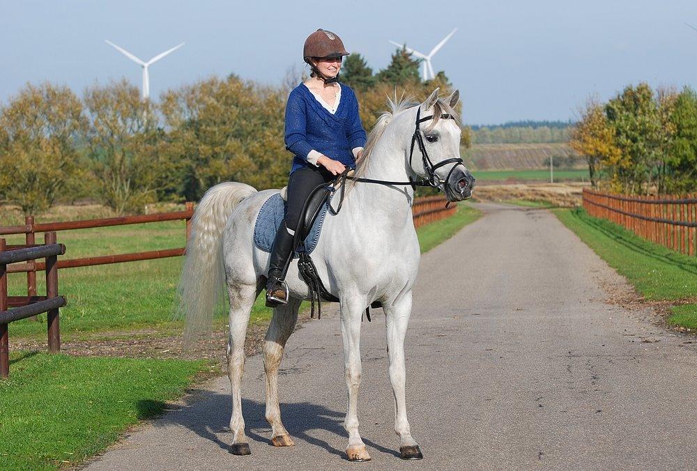 Arabisk fuldblod (OX) Nader Al Shaqab (Avlshingst) billede 28