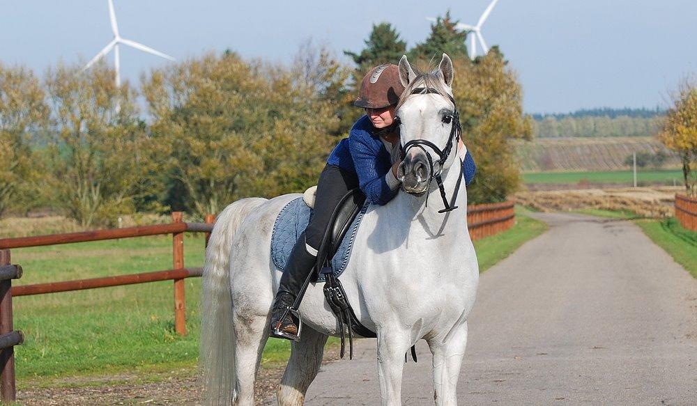 Arabisk fuldblod (OX) Nader Al Shaqab (Avlshingst) billede 2