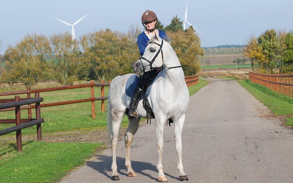 Arabisk fuldblod (OX) Nader Al Shaqab (Avlshingst) billede 29