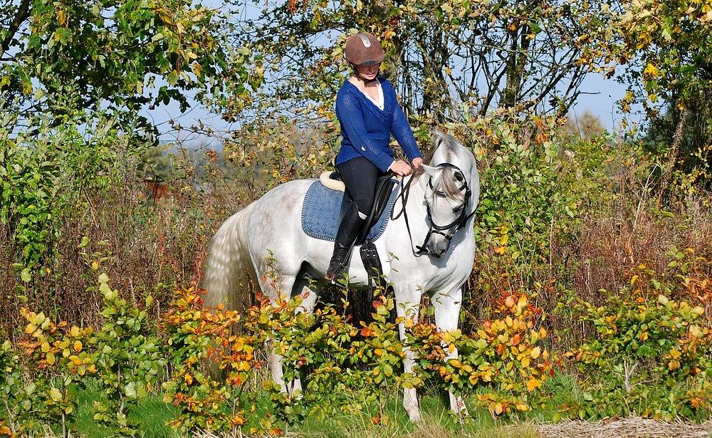 Arabisk fuldblod (OX) Nader Al Shaqab (Avlshingst) billede 7