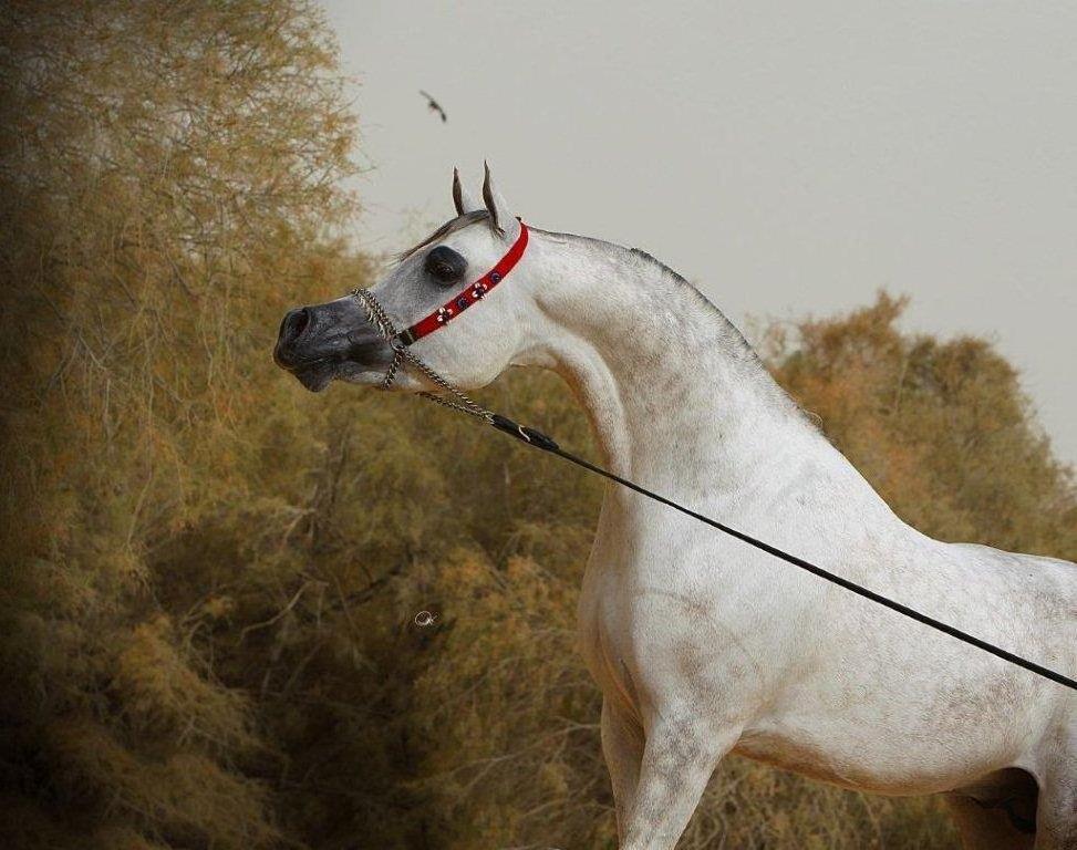 Arabisk fuldblod (OX) Nader Al Shaqab (Avlshingst) billede 8