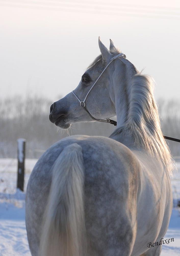Arabisk fuldblod (OX) Nader Al Shaqab (Avlshingst) billede 21