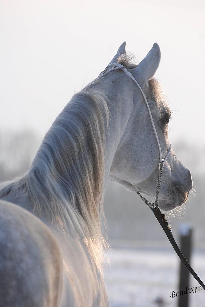 Arabisk fuldblod (OX) Nader Al Shaqab (Avlshingst) billede 20