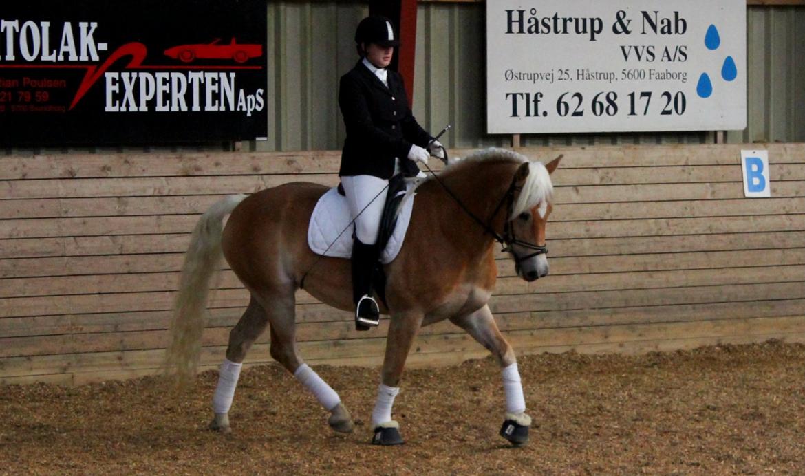 Tyroler Haflinger Haily af Elghuset (Har redet) - Stævne på Fyn billede 4