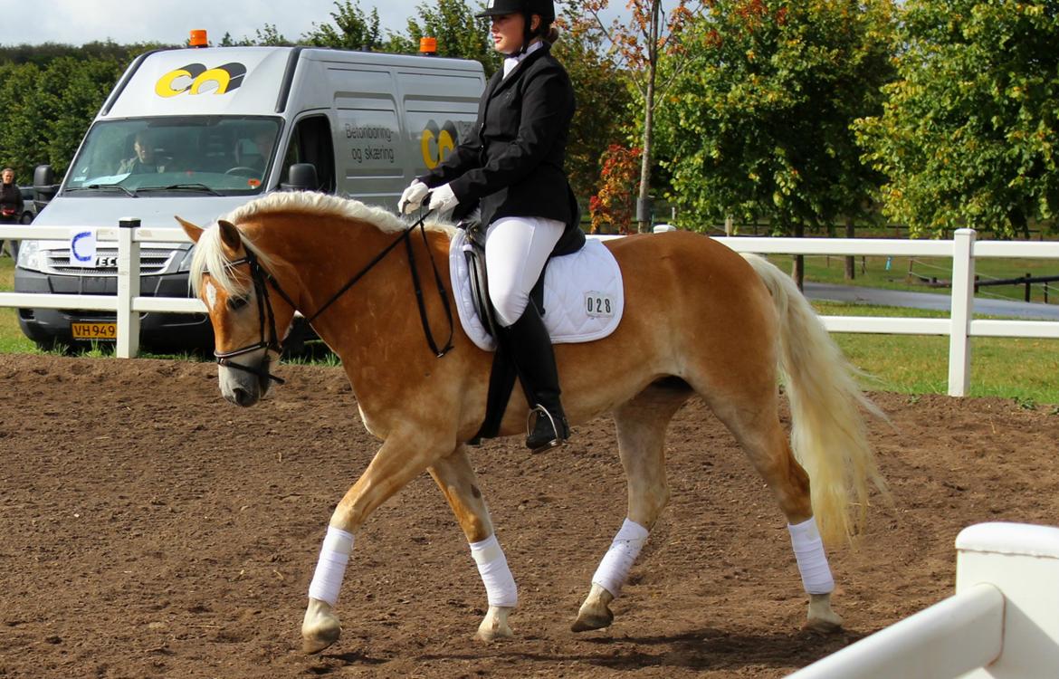 Tyroler Haflinger Haily af Elghuset (Har redet) - DM for Haflinger billede 6