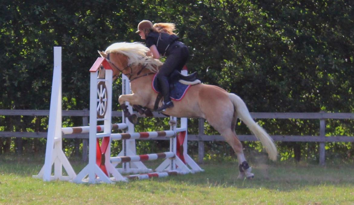 Tyroler Haflinger Haily af Elghuset (Har redet) - Spring-undervisning for første gang billede 11