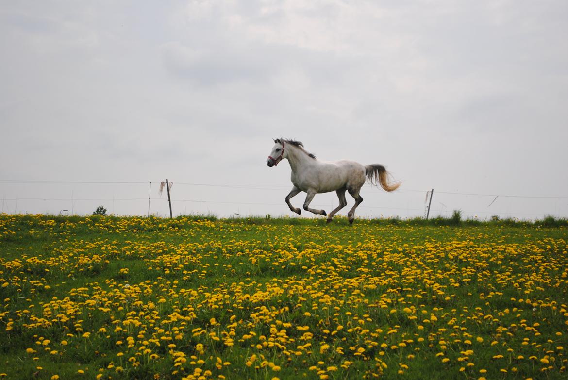 Shagya Araber (SH) Emely - Tulle! :-* billede 6