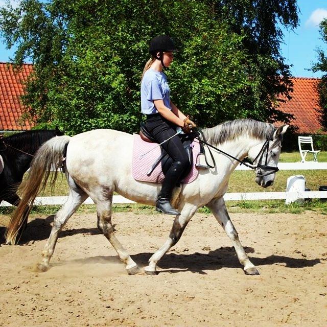 Shagya Araber (SH) Emely - Dressur ponyen! <3 billede 14