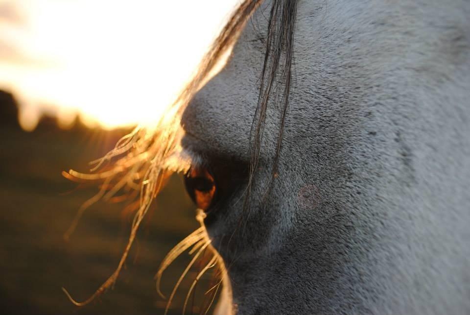 Shagya Araber (SH) Emely - Beautiful! <3 billede 15