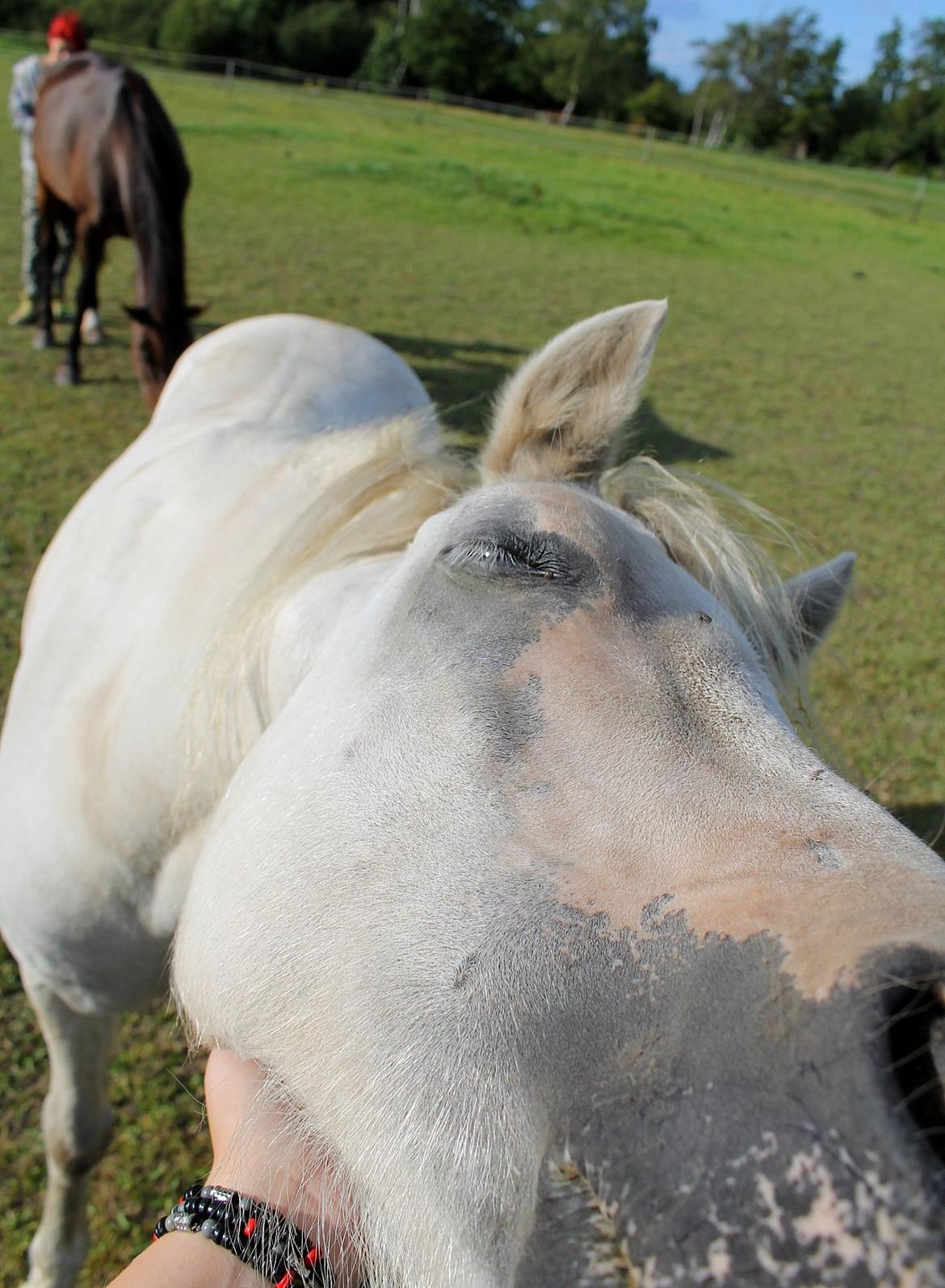 Welsh Mountain (sec A) Poulsen (Trolden) billede 10