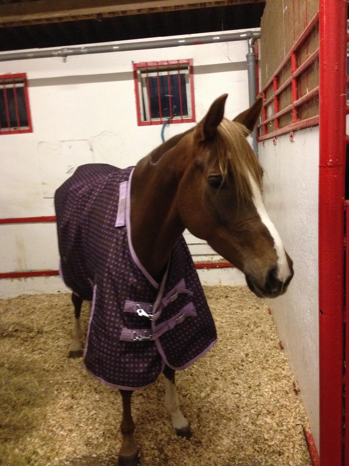 DSP Toftlund's Prinsesse-Chi billede 26