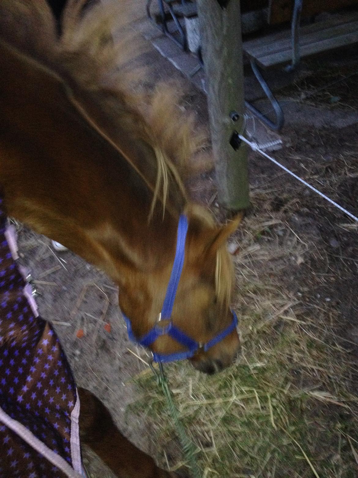 DSP Toftlund's Prinsesse-Chi billede 27