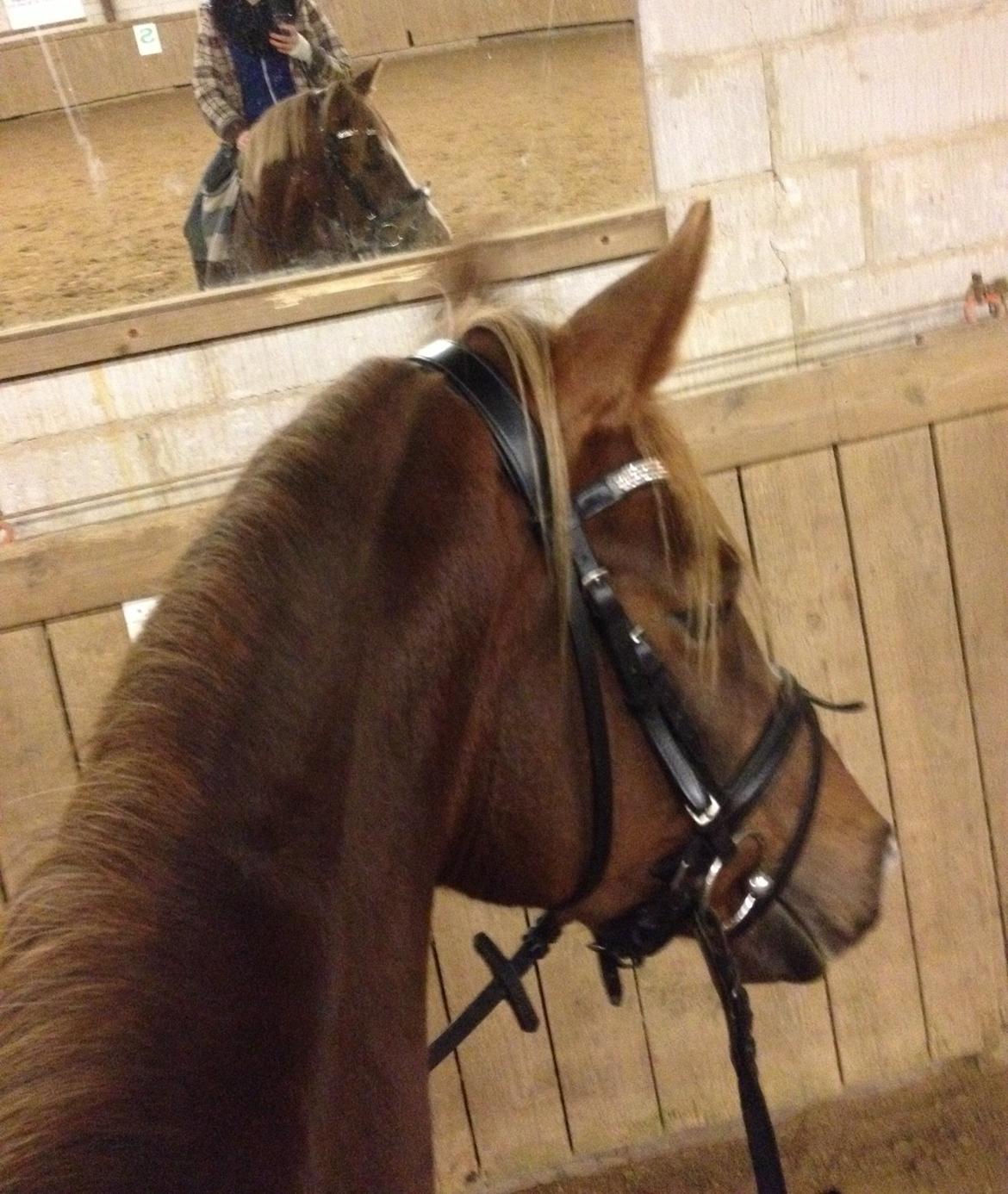 DSP Toftlund's Prinsesse-Chi billede 28