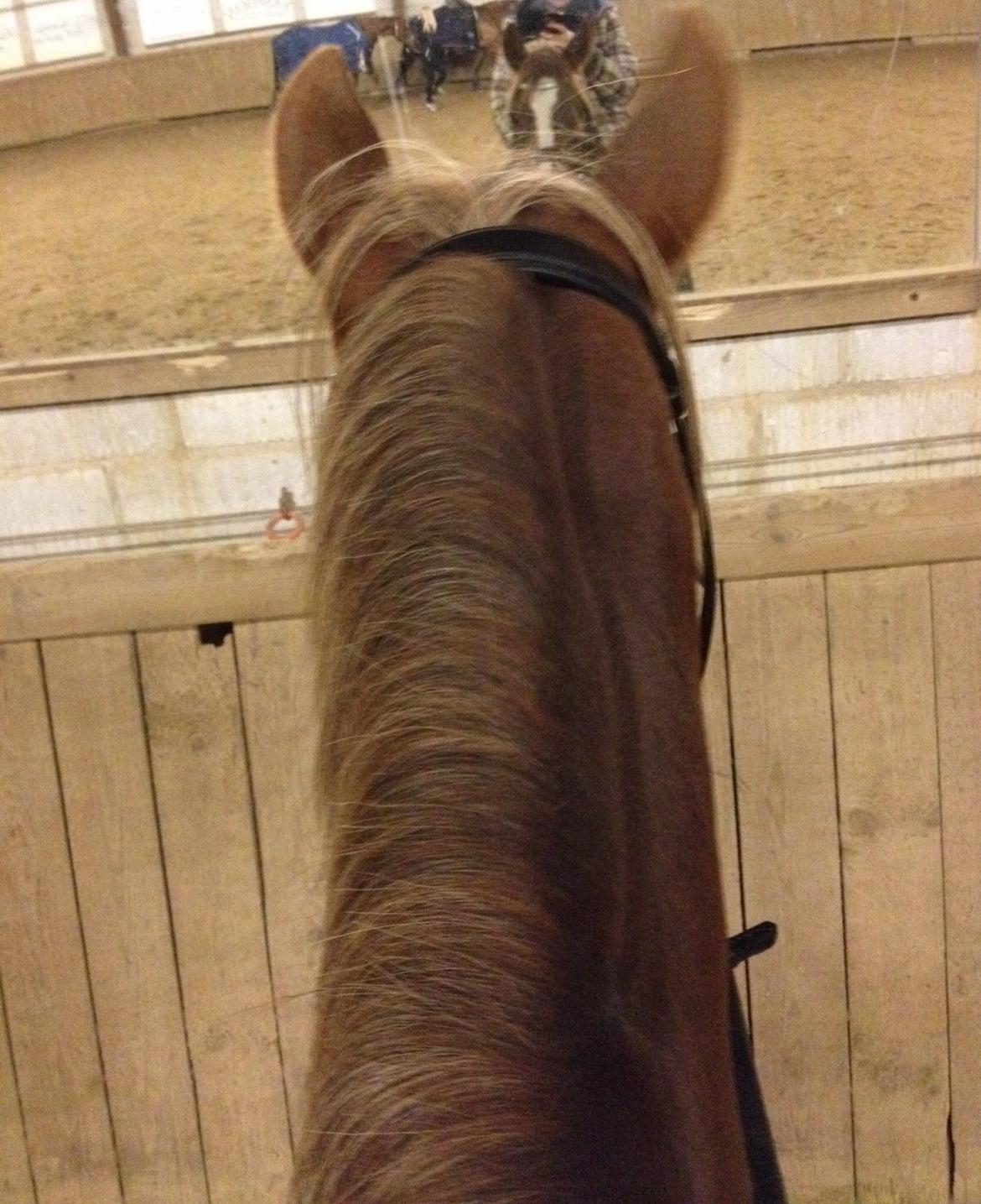 DSP Toftlund's Prinsesse-Chi billede 29