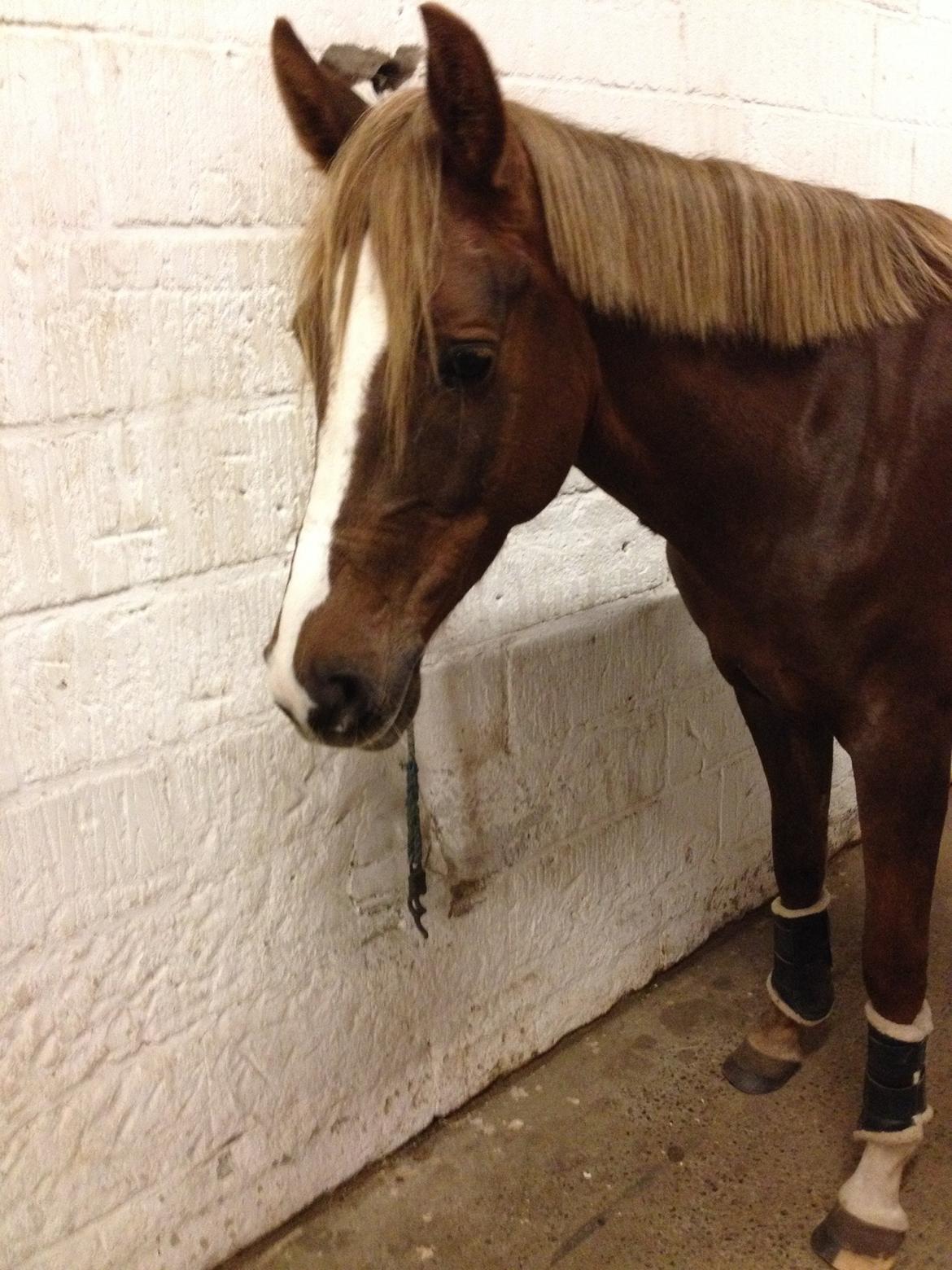 DSP Toftlund's Prinsesse-Chi billede 30