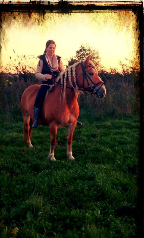 Haflinger Lolle billede 1