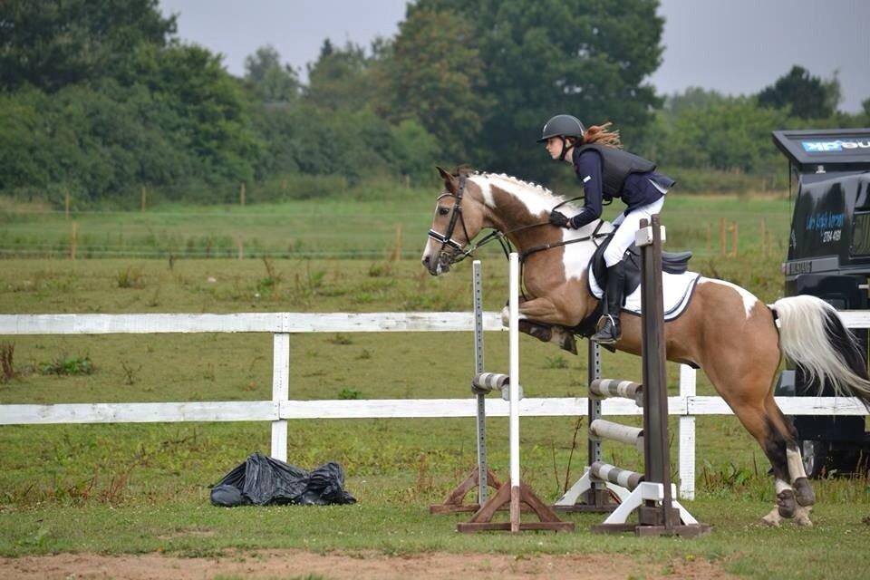 Irsk Sportspony Pacer billede 8