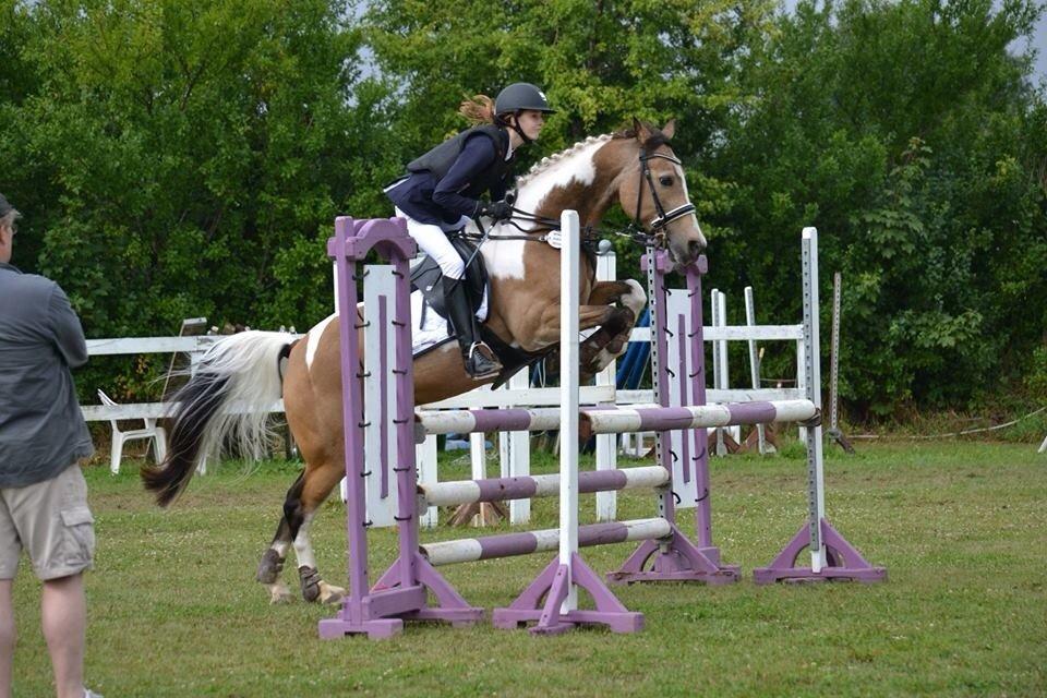 Irsk Sportspony Pacer billede 7